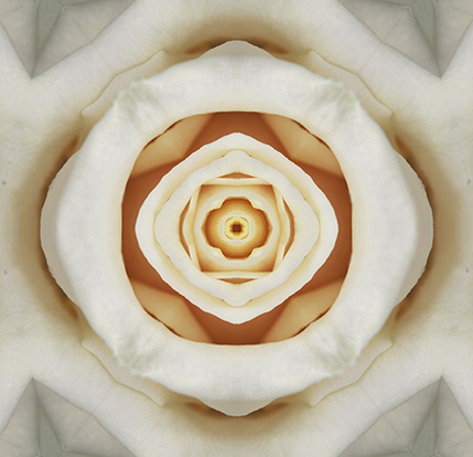 Spiegelbild rose weiss